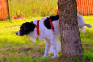 Álmodozott pissing kutya: az álmok értelmezése